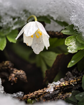 Delicate flower growing under snow, contrast of winter and spring