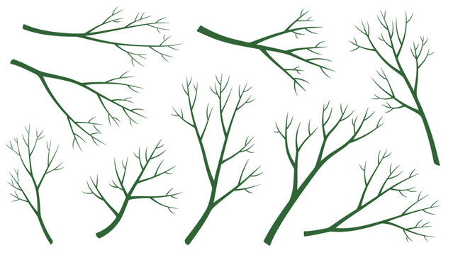 Collection of various green tree branches and twigs with small leaves isolated on white background for nature design elements.