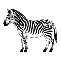 Obraz premium zebra vector illustration