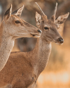 Ciervos, venados, pareja, macho, hembra, fauna, silvestre, mam&iacute;feros, retrato, perfil, cabeza, primer plano, astas, cuernos, pelaje, pardo, marr&oacute;n, ocre, orejas, grandes, ojos, oscuros, mirada