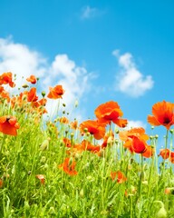 Obraz premium Vibrant Orange Poppies Blooming in Lush Green Field Under a Bright Blue Sky with Fluffy Clouds, Springtime Nature Copy Space