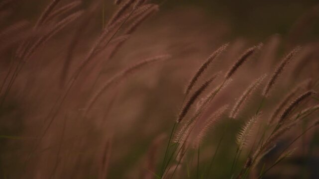 Close up of ornamental grass swaying in the wind.
