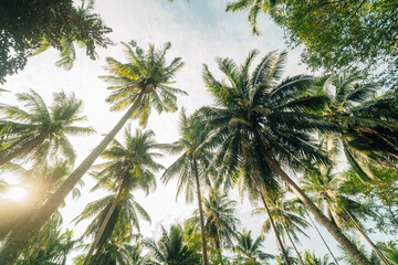 Fototapeta premium Scenic rural road through a lush tropical coconut palm plantation.