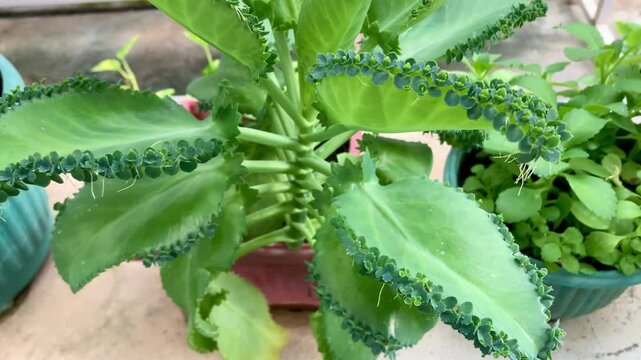 close up of mother of thousands succulent plant with tiny plantlets on leaf margins