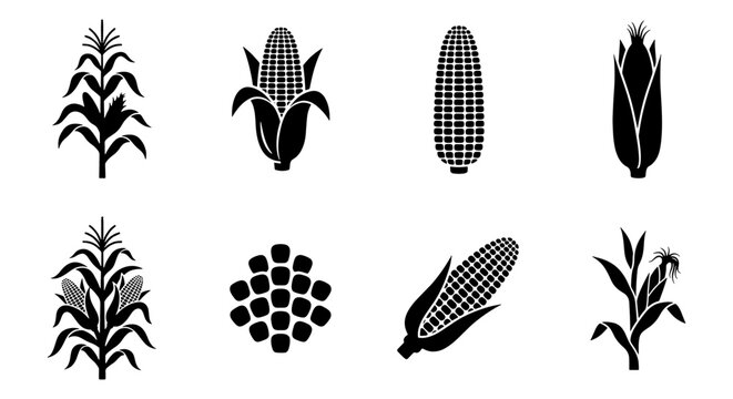 Corn and maize icon set, 8 black silhouette vector elements of corn cobs and stalks, agricultural plant symbols for farming and food industry