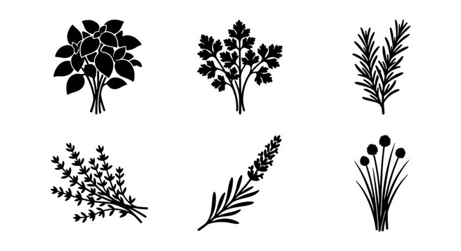 Culinary herbs black silhouette icons, set of 6 aromatic plant vectors, basil parsley rosemary thyme lavender and chives illustrations for kitchen branding