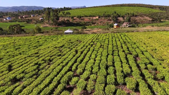 Rows of grapevines stretch across sunlit hillsides, creating neat patterns. Rolling green fields fade into distant tree-lined slopes. Bright blue sky contrasts with earthy tones of soil and foliage