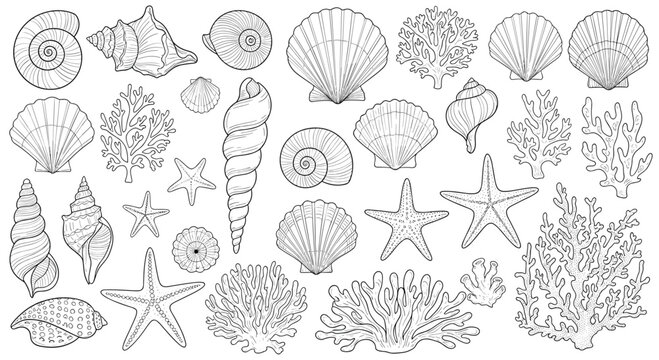 Extensive set of detailed seashell and coral sketches in various shapes and species on a clean white background for design.