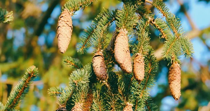 Pine cones hanging from green spruce tree branches in sunlight