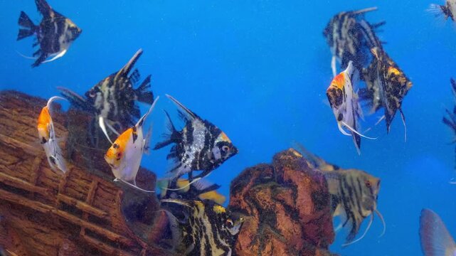 Angelfish Swimming in Aquarium Slow Motion 4K Tropical Freshwater Fish