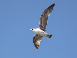Obraz premium A seagull is flying in the sky. The bird is white and brown. The sky is blue