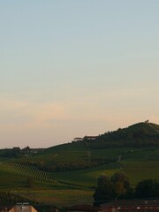 Fototapeta premium Rolling Green Vineyards on Piedmont Hills During Golden Hour Sunset