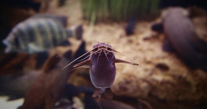 African Sharptooth Catfish Swimming In Aquarium. Clarias Gariepinus Is Species Of Catfish Of Family Clariidae. Airbreathing Catfish