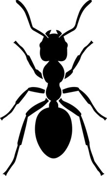black and white ant
