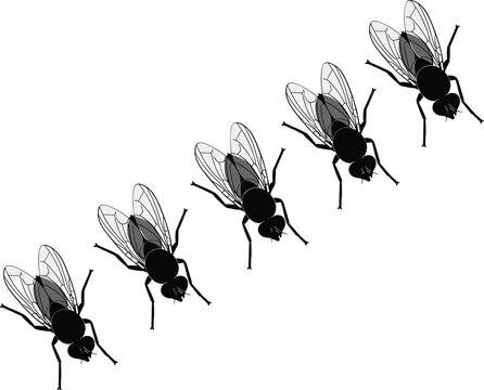 Black Fly Silhouette Set with Transparent Wings in Different Positions, Minimal Insect Vector Illustration for Pest Control, Biology, and Design Projects