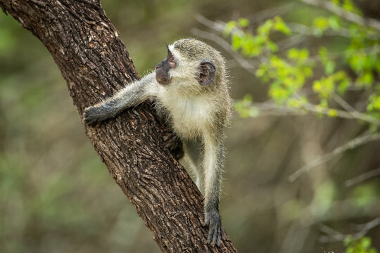 A vervet monkey (Chlorocebus pygerythrus) in a tree in South Africa