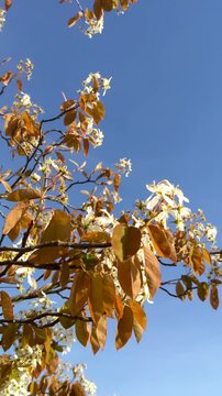 Selective focus shrub of wild white flowers in the wood, Amelanchier lamarckii also called juneberry, Serviceberry or shadbush is a large deciduous flowering shrub or small tree in the family Rosaceae