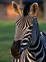 Naklejka premium Close-up portrait of plains zebra with striped pattern in nature.