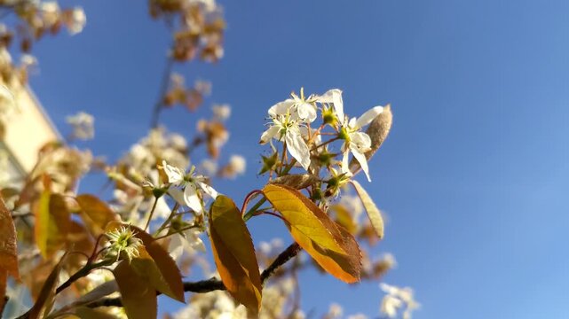 beautiful botanical shot, natural wallpaper. Amelanchier lamarckii deciduous flowering shrub