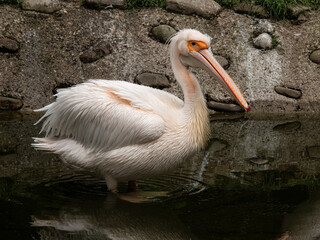 Great white pelican standing in water profile portrait close-up. © fotomaster
