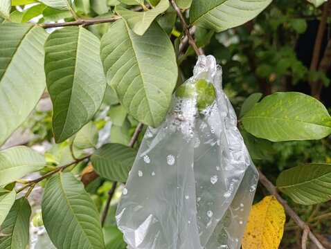 Guava fruit protected by plastic bag on tree branch.