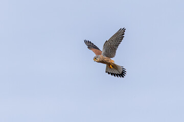 Fototapeta premium Turmfalke im Anflug