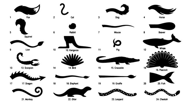 Animal tail silhouettes collection, 24 black vector icons of wild and domestic animal tails, wildlife anatomy graphic elements for education