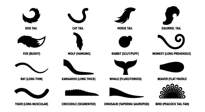 Animal tail silhouettes set, 16 black vector icons of mammal and reptile tails, wildlife anatomy collection for educational biology diagrams