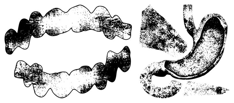 Medical illustration of human digestive system and teeth, anatomical diagrams, dental arch structure, stomach organ, halftone texture, black and white vector art.