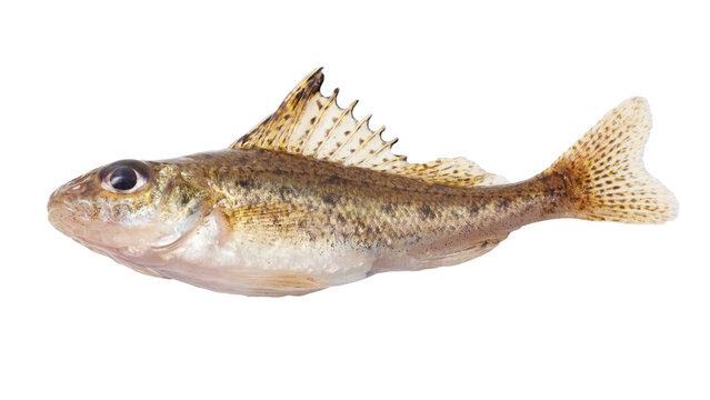 A fish is shown on a white background