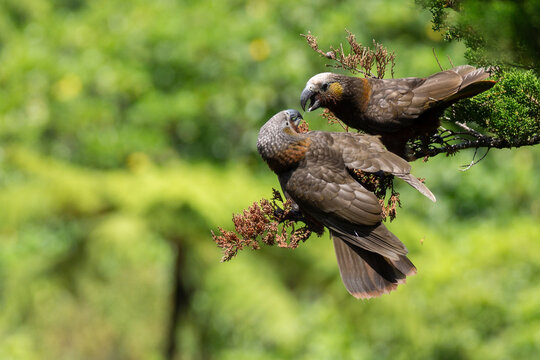 Two New Zealand Kaka (Nestor meridionalis) high up in a tree