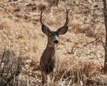 Curious Deer in Capitol Reef National Park