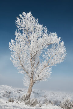 Frozen Ice Sculptures and Formation on Cold Morning in the Sierr