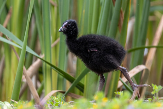 Juvenile Australisian Swamphen (Porphyrio melanotus) walking along the ground