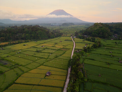 Panoramic Rice Fields with Volcano at Sunset in Indonesia