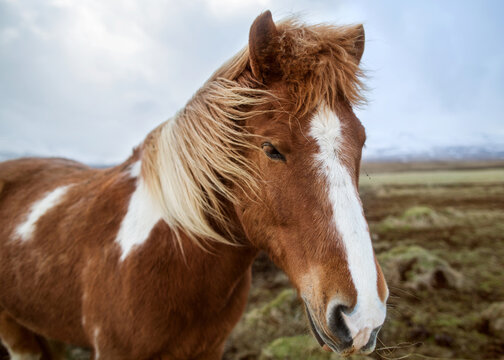Horse in the nature of Iceland