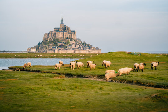 Mont Saint-Michel stands over a field of sheep, afternoon light