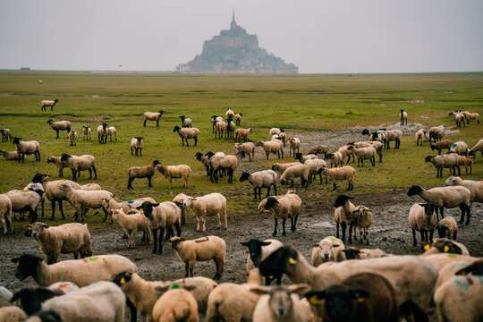 Sheep graze on the land with Mont Saint-Michel, rainy day