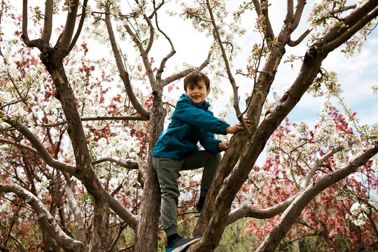 Young boy smiling while climbing a blossoming tree in spring