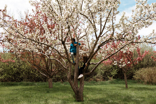 Wide shot of two young children climbing a blossoming tree in a yard
