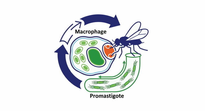 Scientific illustration of a fly infecting a macrophage with promastigotes
