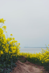 Naklejka premium yellow flower field