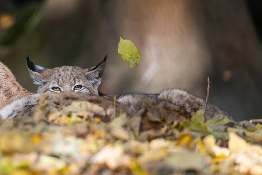 Luchs im Herbstlaub