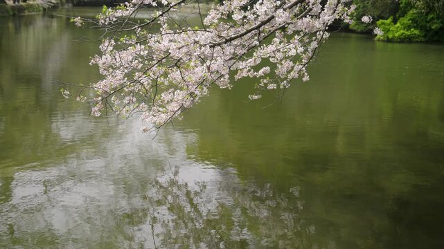 桜