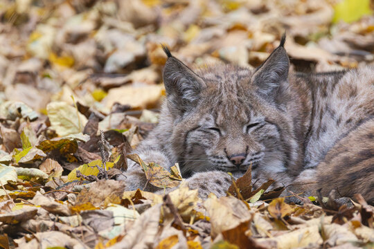 Luchs im Herbstlaub