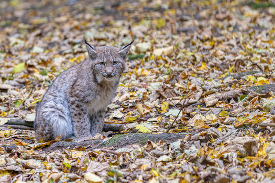 Luchs im Herbstlaub