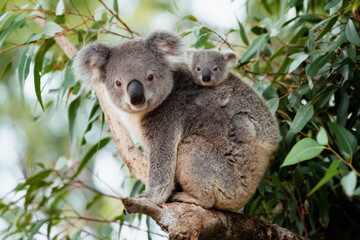 Obraz premium Mother Koala Carrying Baby on Her Back, Professional Wildlife Photo in Australia