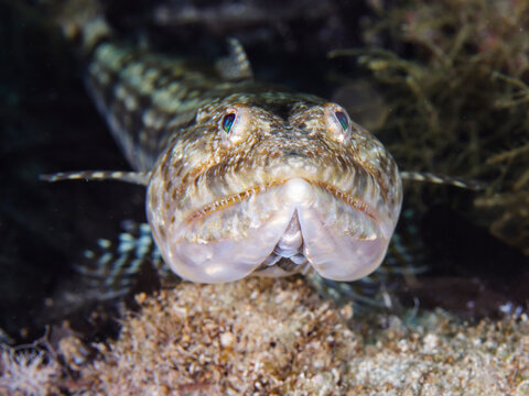 Lizard fish from the Mediterranean Sea