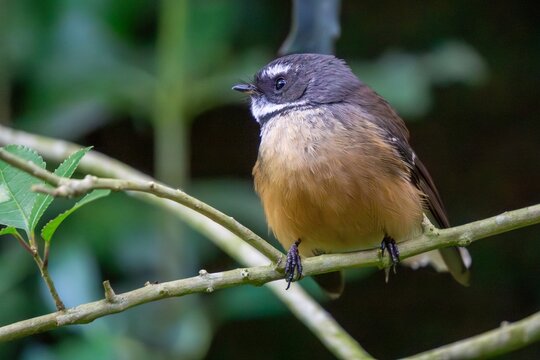 New Zealand Fantail (R. f. placabilis) sitting on a branch, looking to the left	
