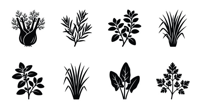 Culinary herbs and spices black silhouette icons, set of 8 vector botanical elements, organic garden herb leaf symbols for cooking and food packaging